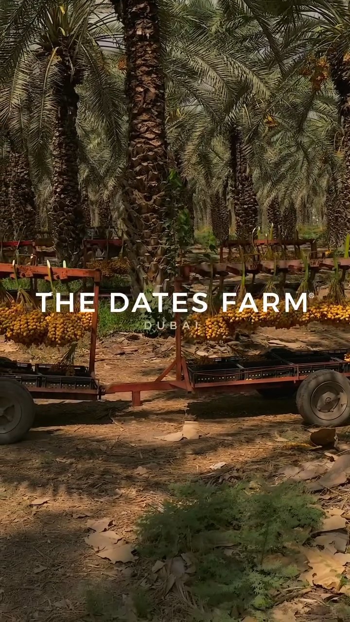 THE DATES FARM